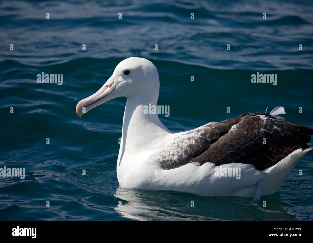 Southern Royal albatross Diomedea epomophora off South Island NZ Has a wingspan of about 3 5 metres or 11 feet Stock Photo