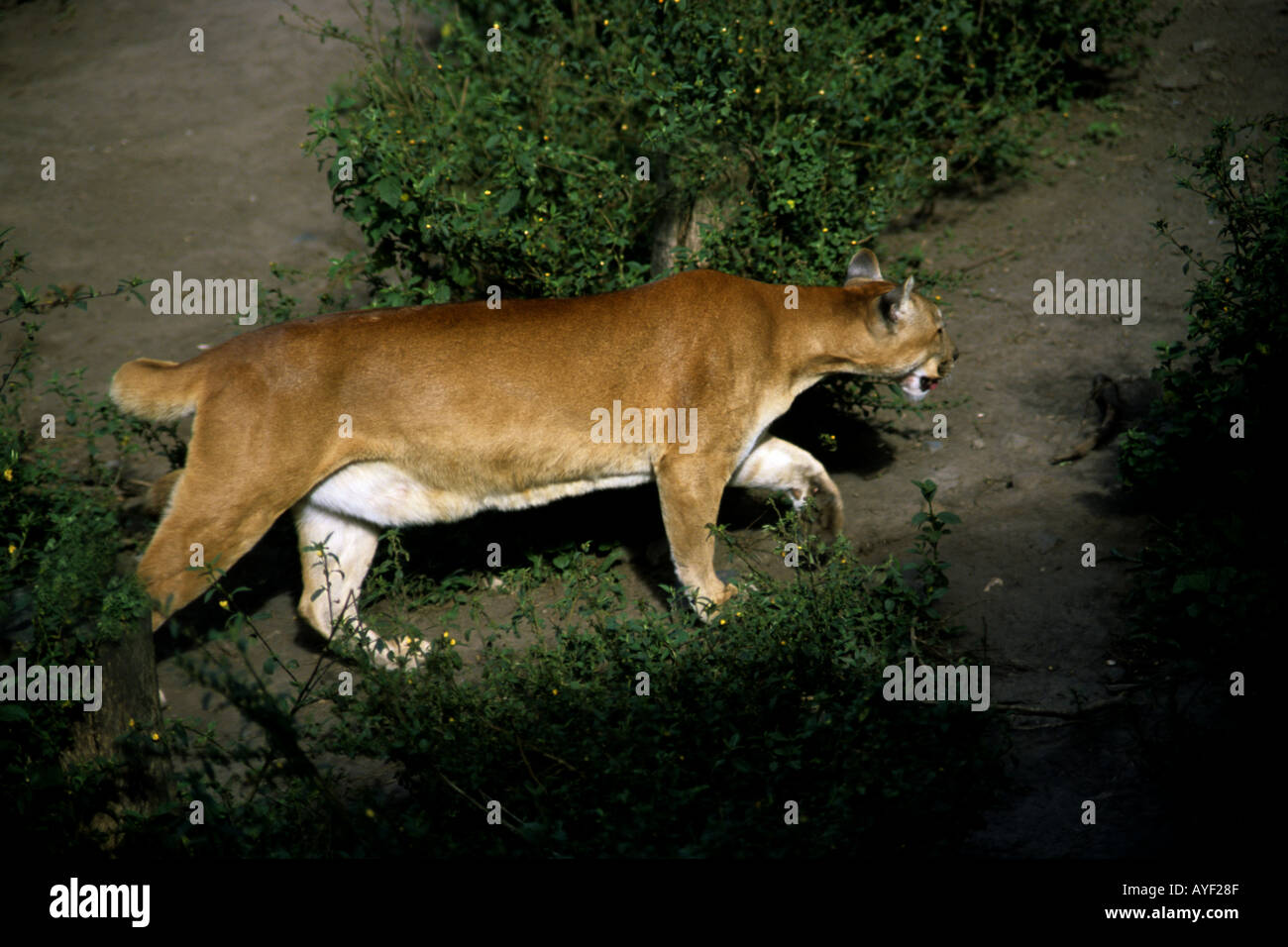 Puma concolor ecuador hi-res stock photography and images - Alamy