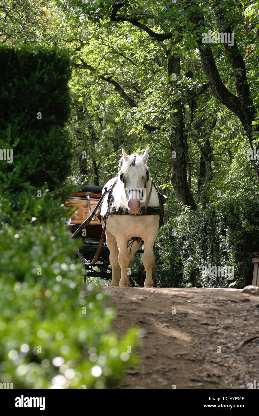 Carriage horse at the Jardins du Chateau de Marqueyssac Dordogne France Stock Photo