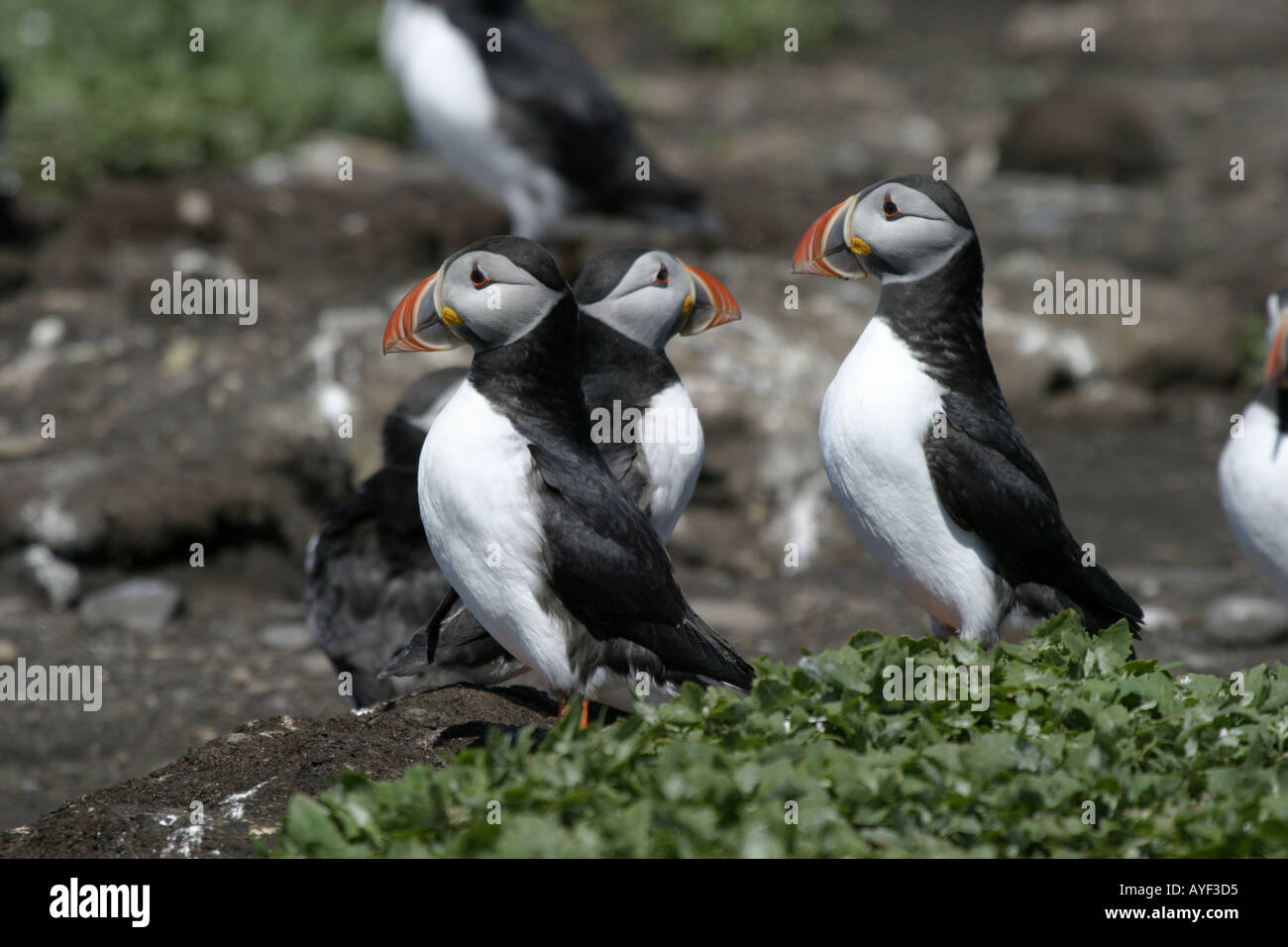 puffins Stock Photo