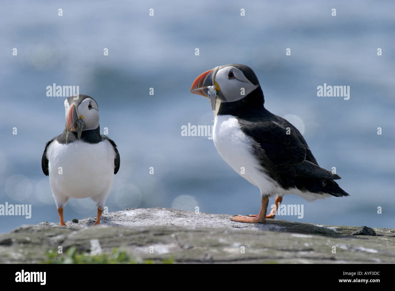 puffins Stock Photo