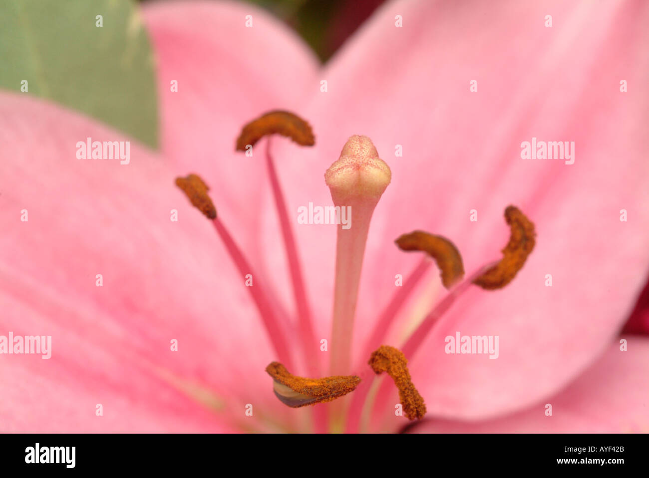 Close up of stamen and pestle of a lily blossom Stock Photo