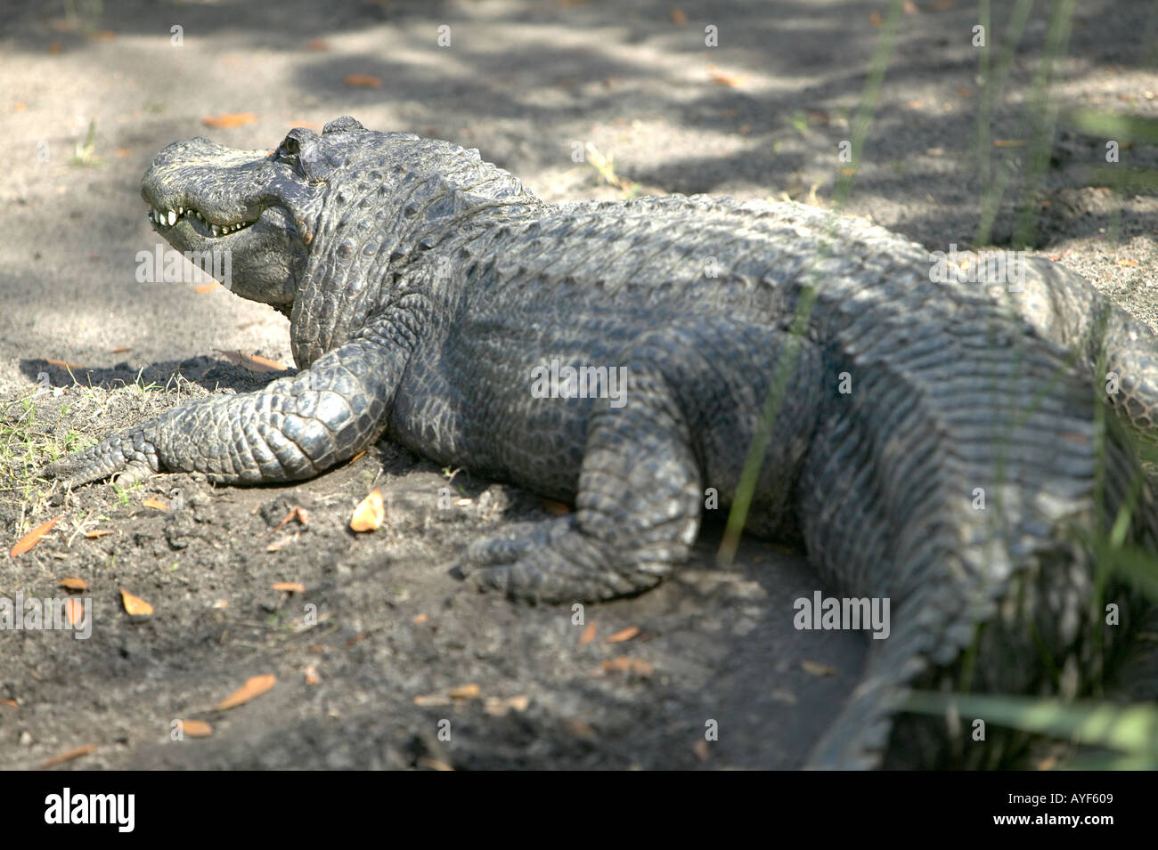 American Alligator facing away from camera Stock Photo