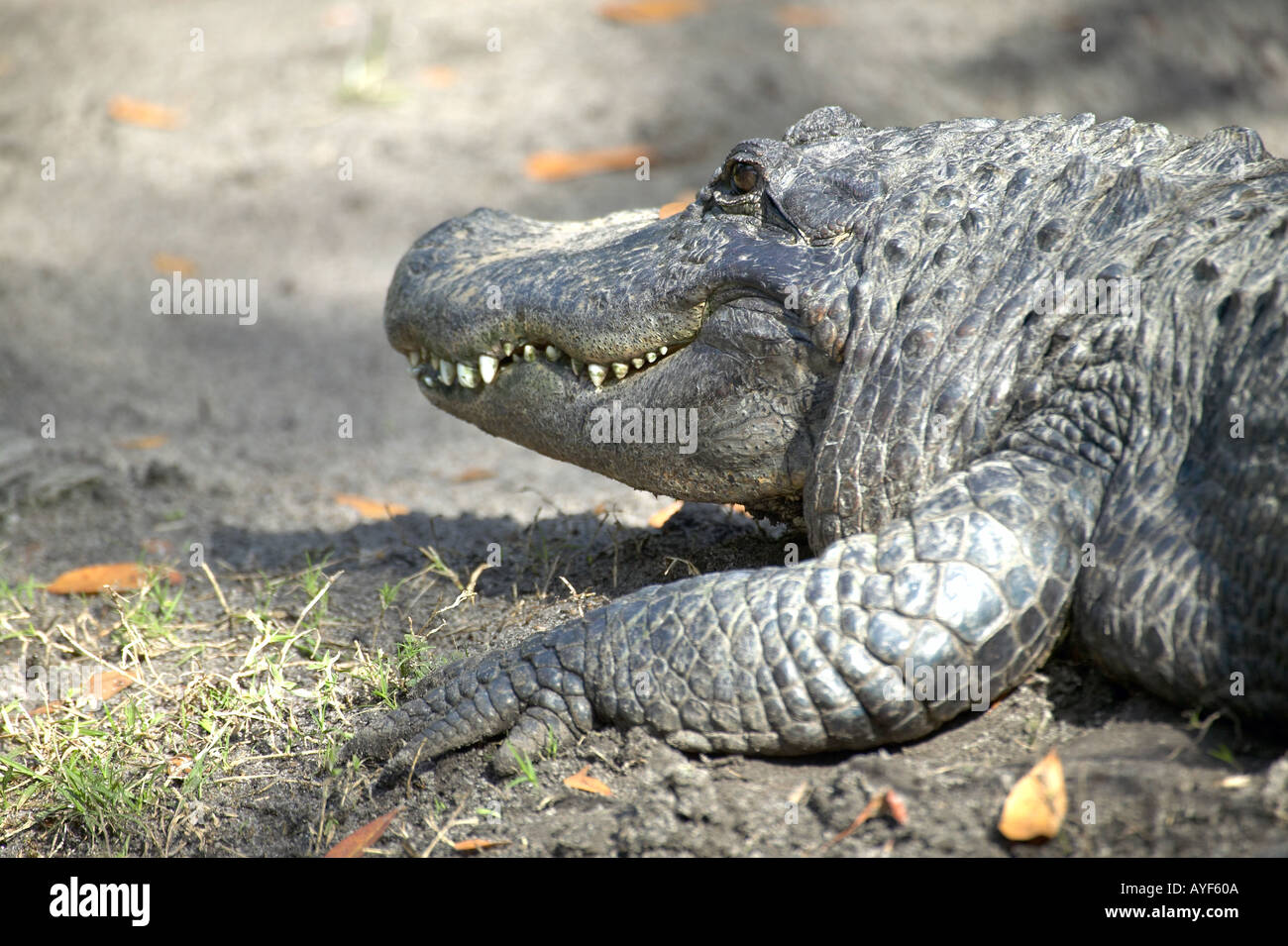 Profile closeup of American alligator s head and front leg Stock Photo