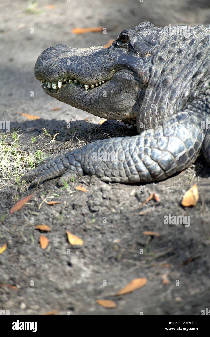 Profile of Alligator from chest to head including right front leg Stock Photo