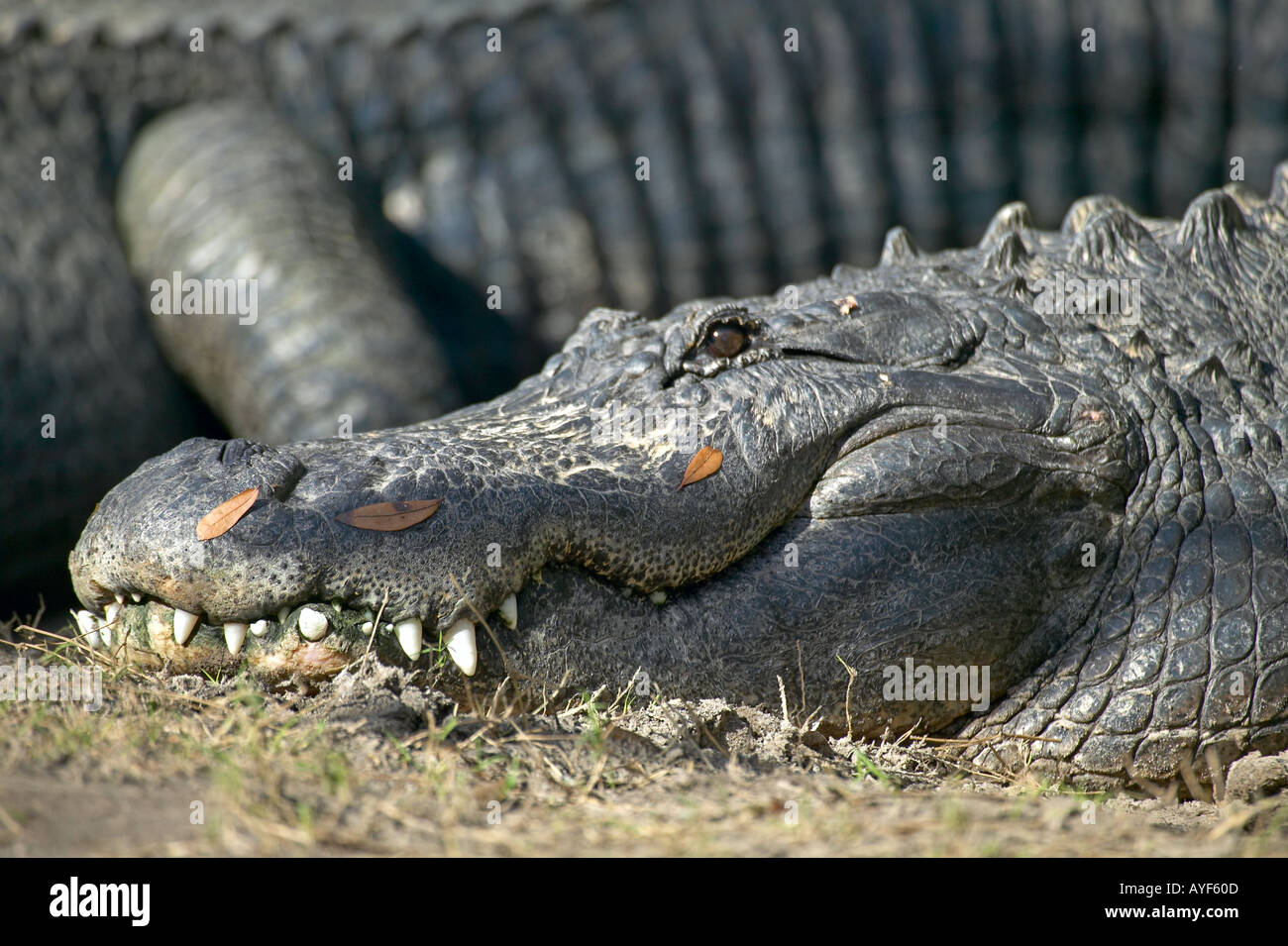 Profile of Alligator head snout and teeth with fallen oak leaves on it Stock Photo