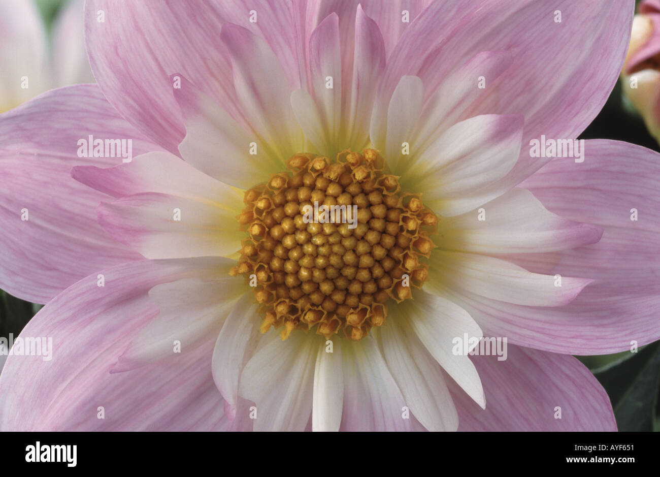 Dahlia ‘Teesbrooke Audrey’. Collerette dahlia Stock Photo - Alamy
