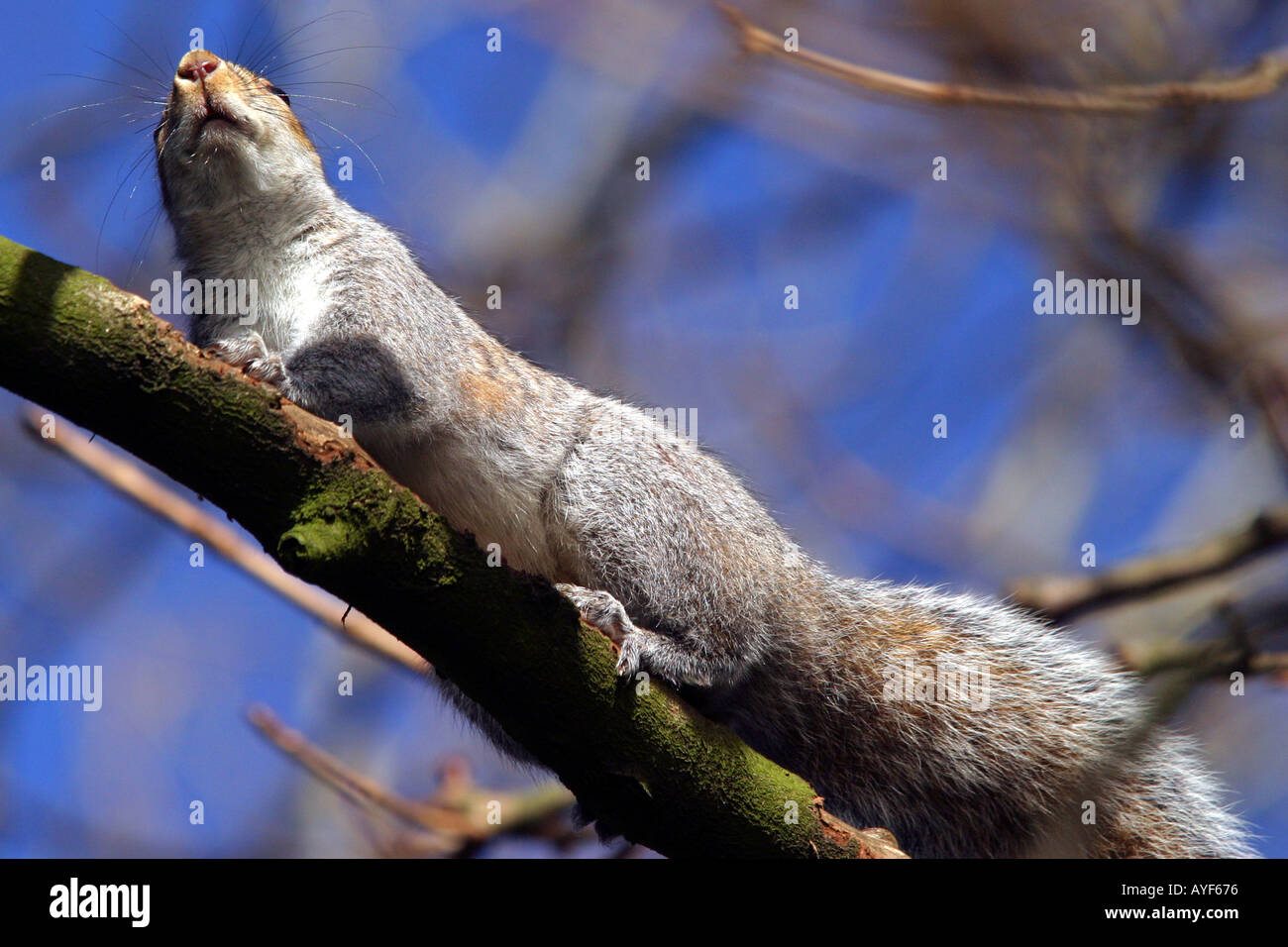 Grey Squirrel on a branch viewed from below Stock Photo