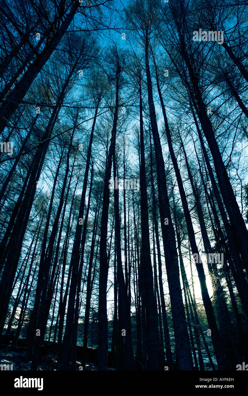 Tall pine trees and blue sky Stock Photo - Alamy
