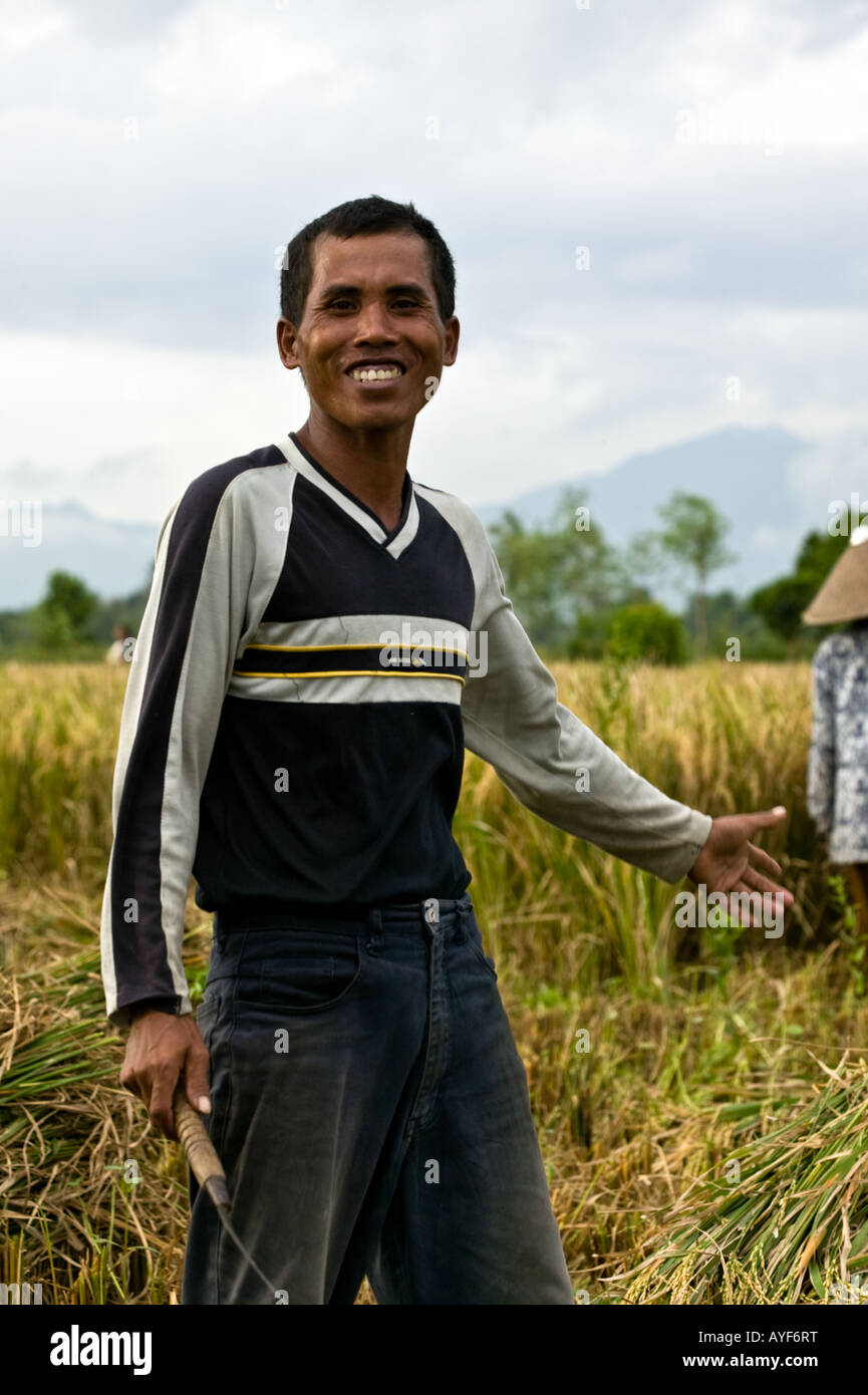 Harvesting rice by hand, Lombok Indonesia Stock Photo