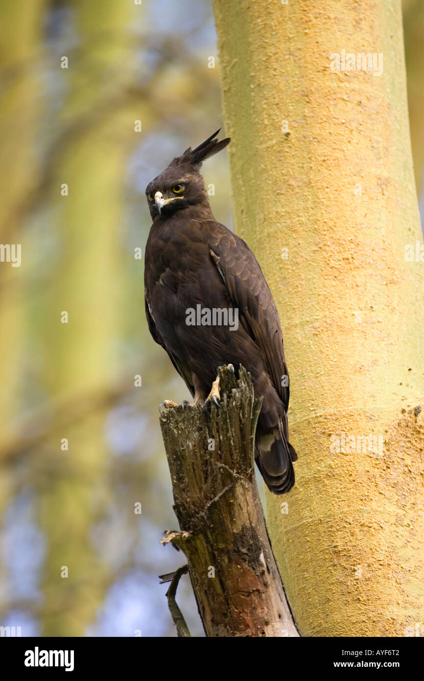 long-crested eagle Kenya Stock Photo