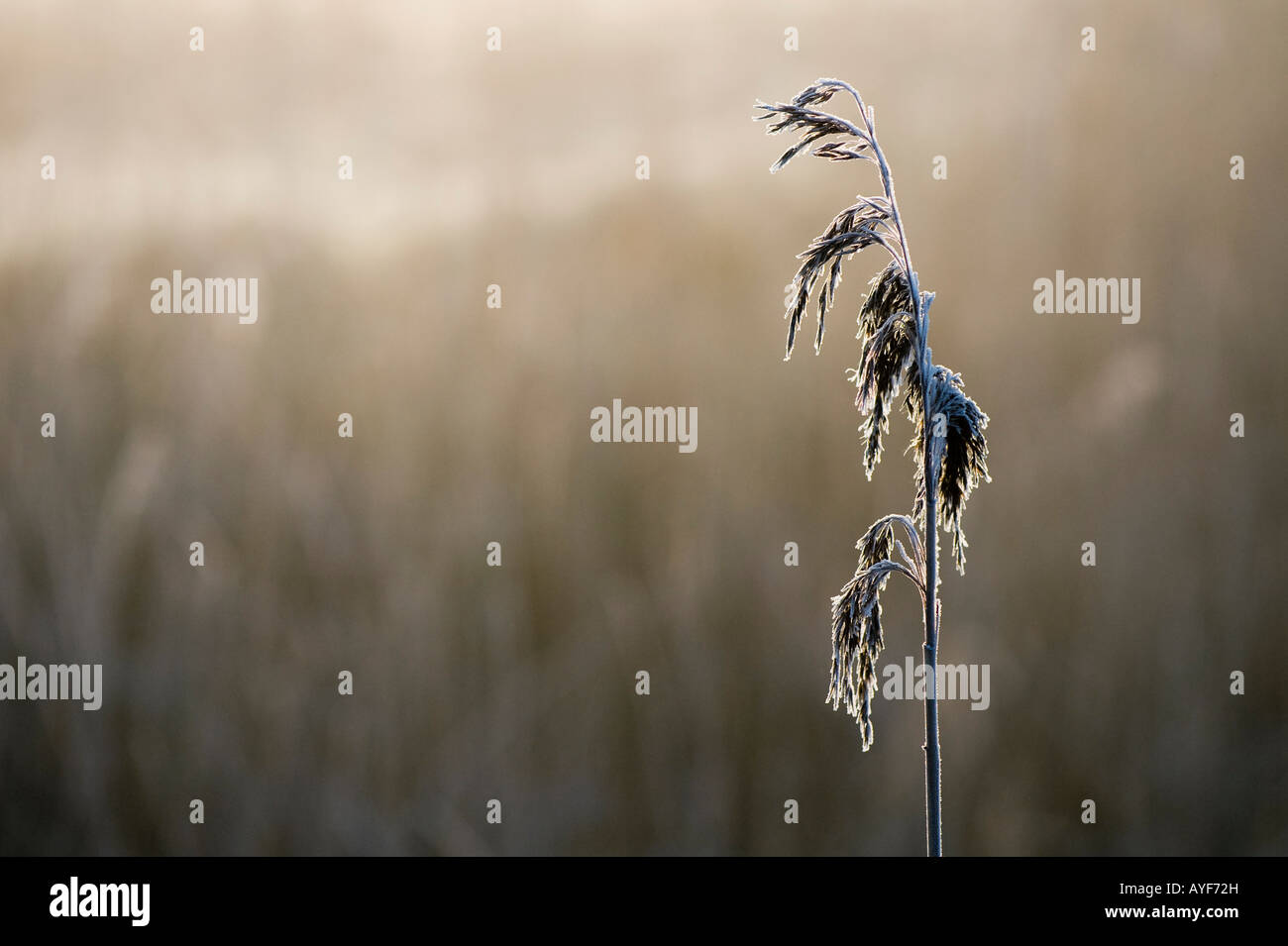 Reed on a riverbank against a foggy sunrise in the english countryside. UK Stock Photo