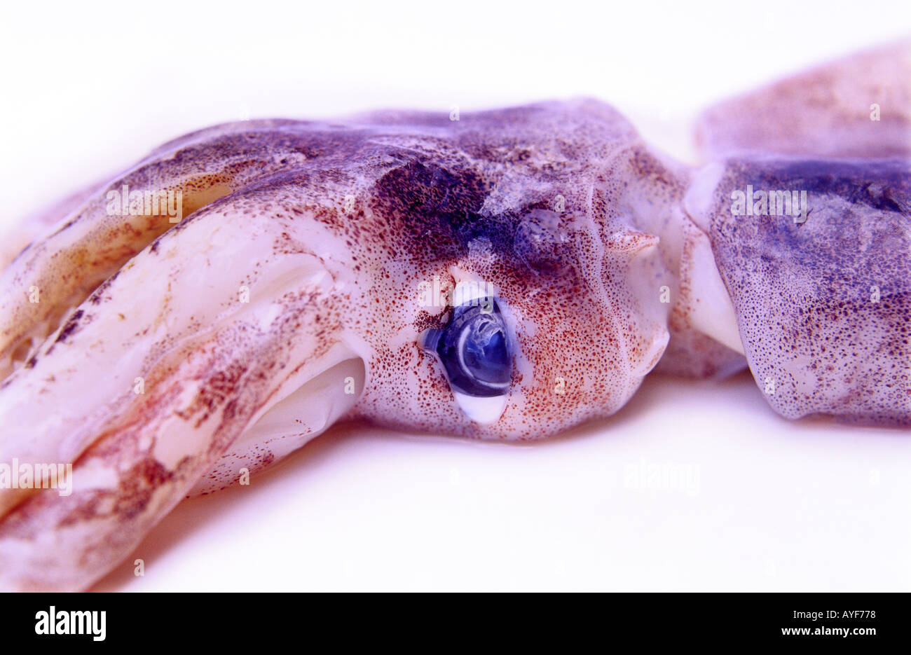 sections of a squid