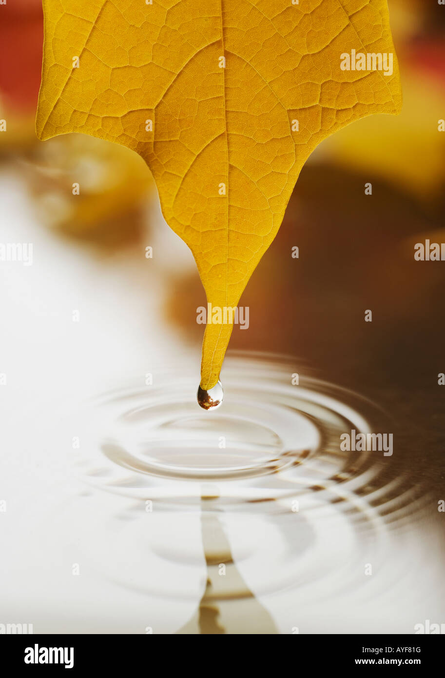 Wet leaf dripping into water Stock Photo Alamy