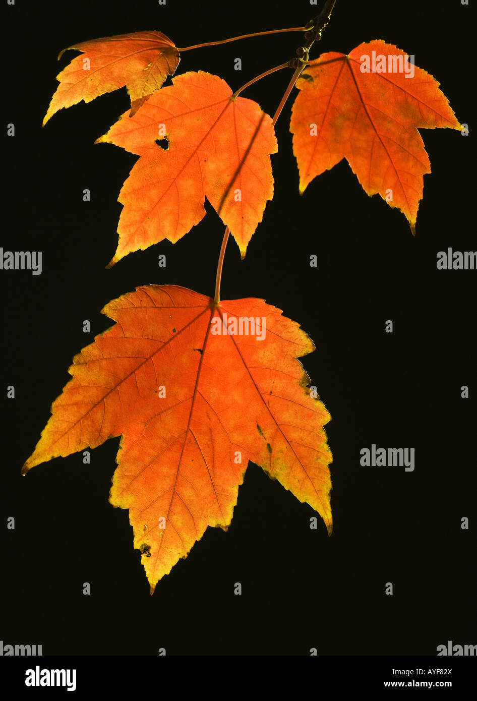 Branch and leaves hi-res stock photography and images - Alamy