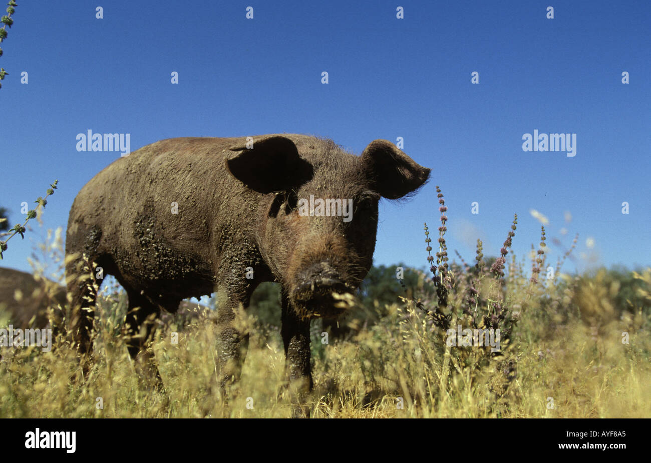Pata negra pig hi-res stock photography and images - Alamy