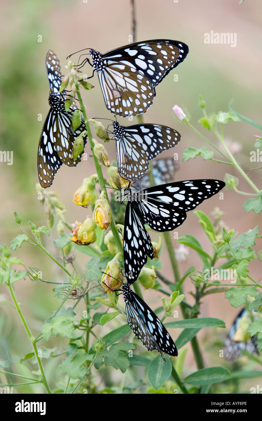 Tirumala limniace. Blue tiger butterfly in the indian countryside