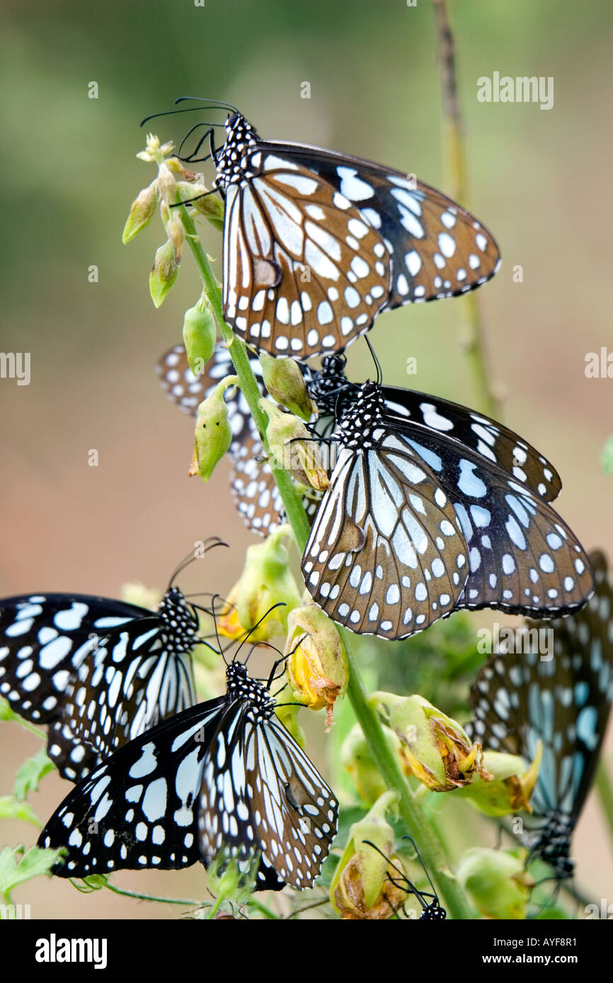 Tirumala limniace. Blue tiger butterfly in the indian countryside