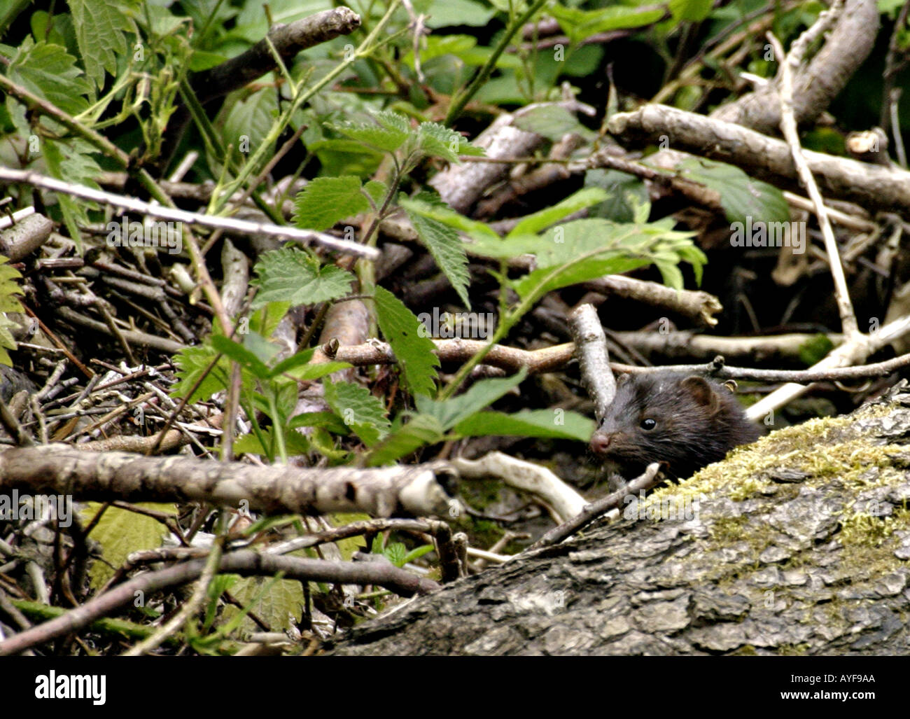 Mink hunting along river Stock Photo - Alamy