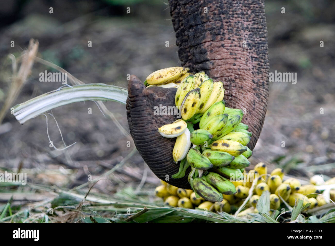 Captive elephant feeding on bananas in an elephant sanctuary. Kerala