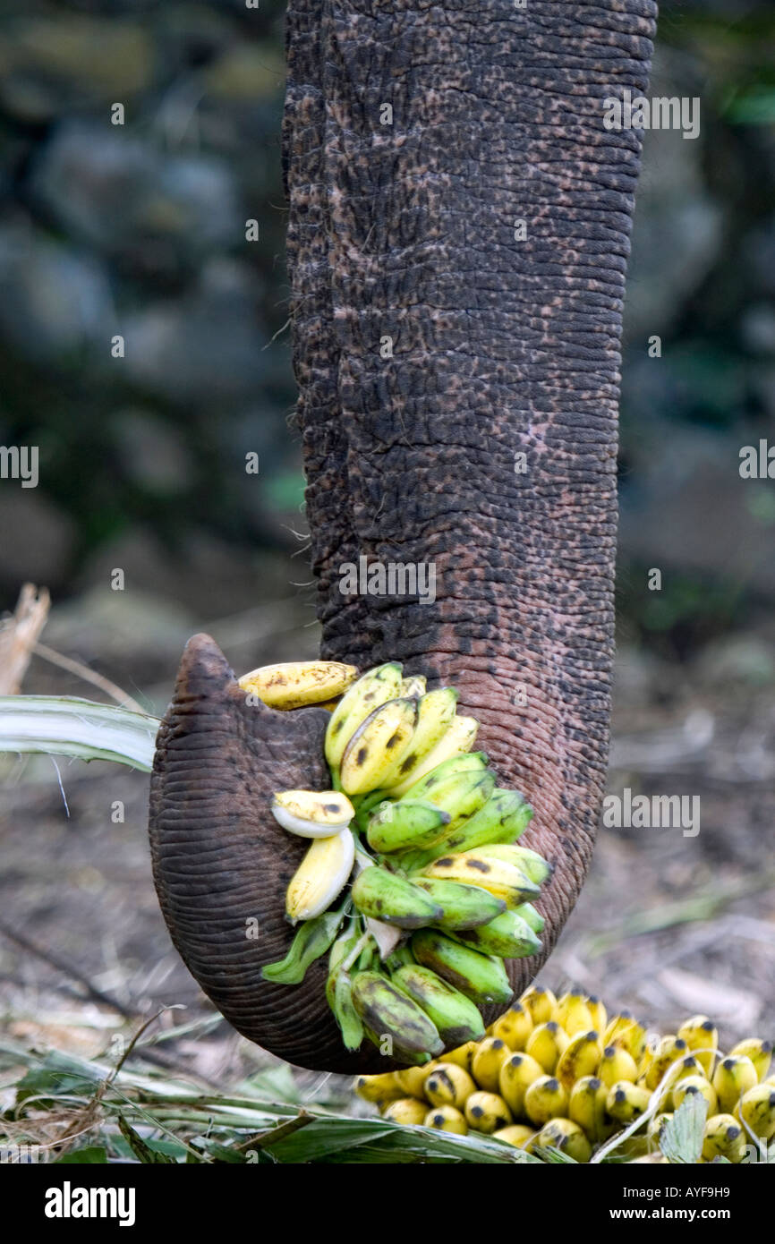 Elephant eating banana hires stock photography and images Alamy