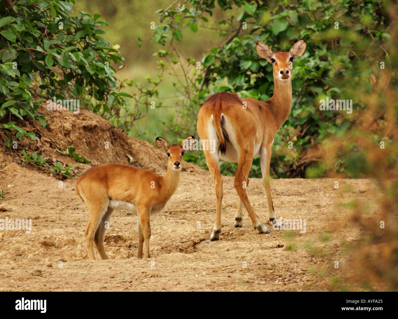 Kob hind and fawn disturbed at a salt lick Mole National Park Northern Ghana Stock Photo