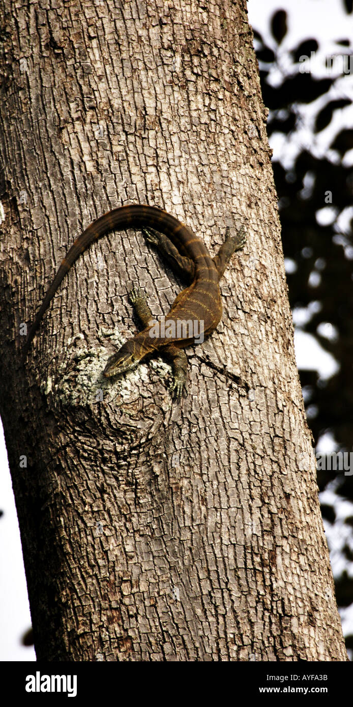 Large monitor lizard suns itself at dawn high on a rainforest tree