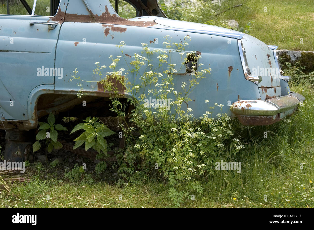 Old car in the weeds hi-res stock photography and images - Alamy