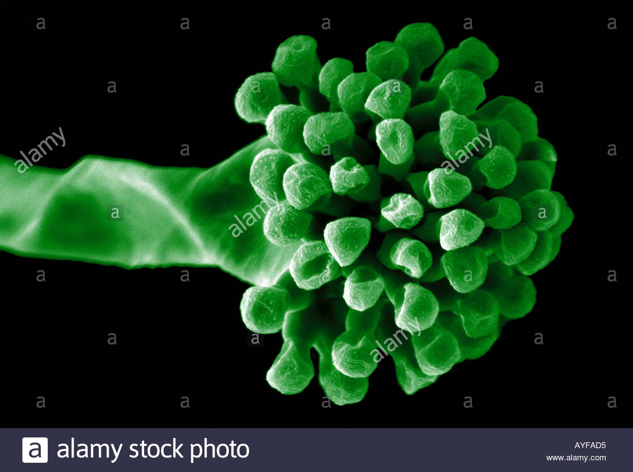 False colour image of mold spores from Aspergillus fumigatus Stock