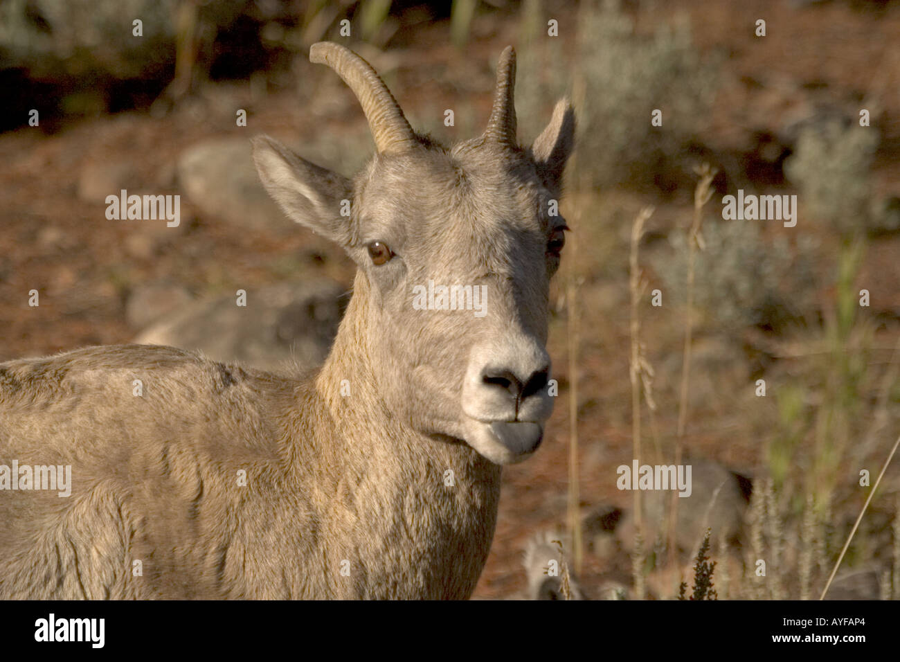 Rocky Mountain Bighorn Sheep Stock Photo - Alamy