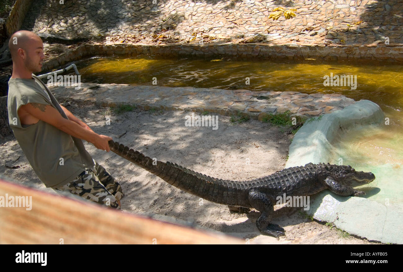 Man Wrestles Alligator at Miami Florida USA Stock Photo - Alamy