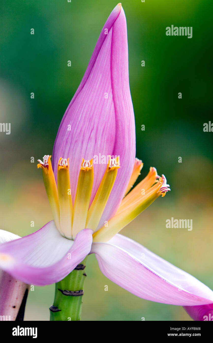 Musa ornata. Flowering Banana. Ornamental banana flower in India Stock