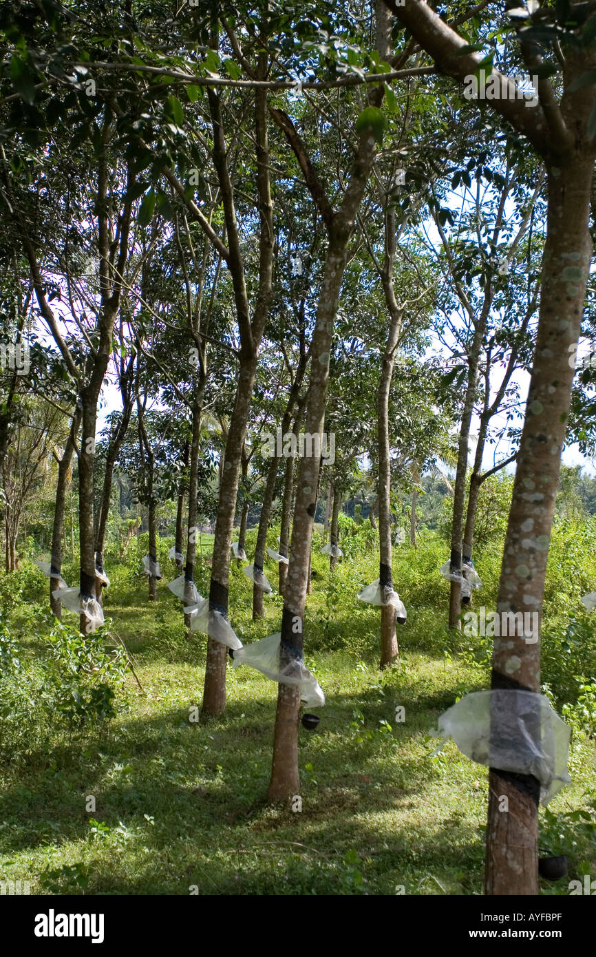 Rubber tree plantation in the Southern Indian state of Kerala. India