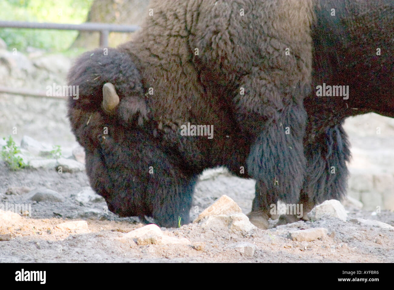 American Bison Balucki District Zoo. Lodz Central Poland Stock Photo
