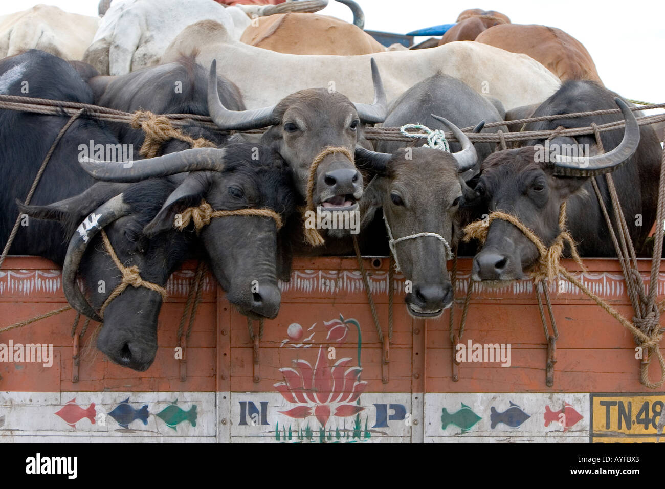 India Truck Cow Stock Photos & India Truck Cow Stock 