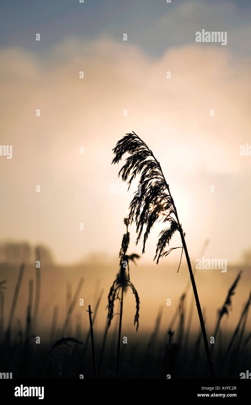 Phragmites australis. Silhouette of common reed against a foggy sunrise in the english countryside Stock Photo