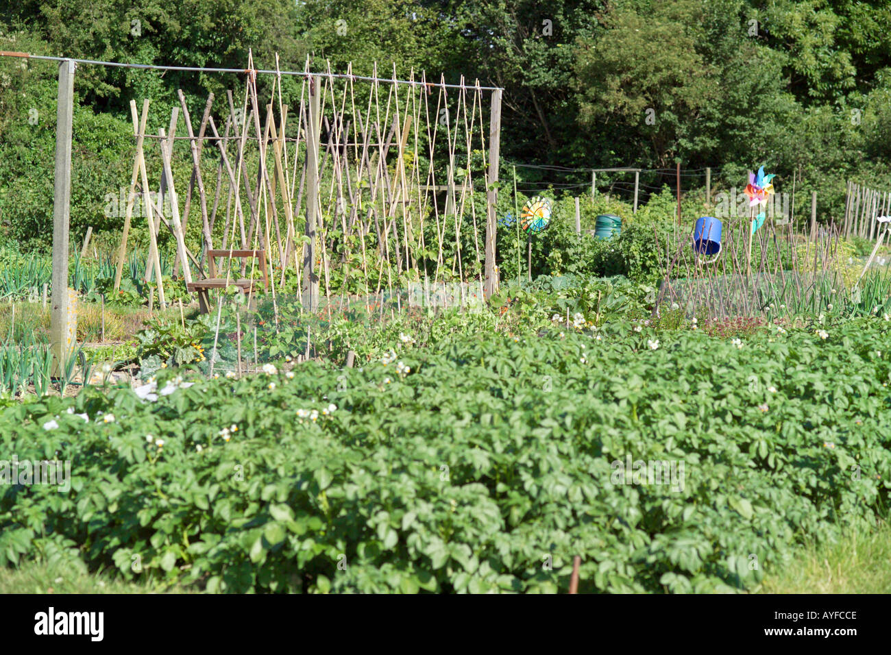 Traditional allotment patch in herfordshire england Stock Photo