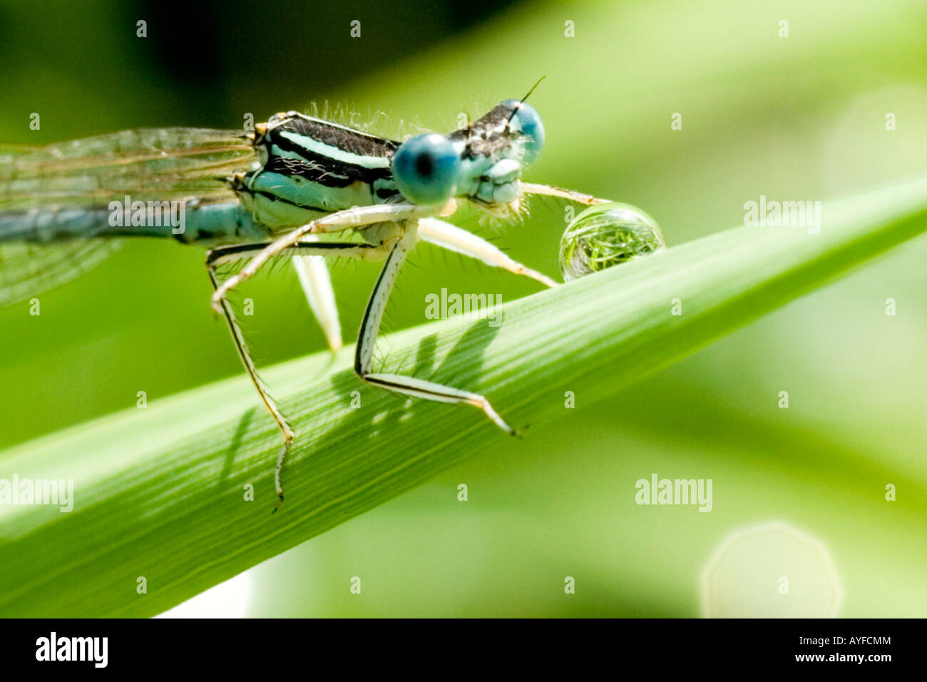 White-legged damselfly Platycnemis pennipes Stock Photo - Alamy