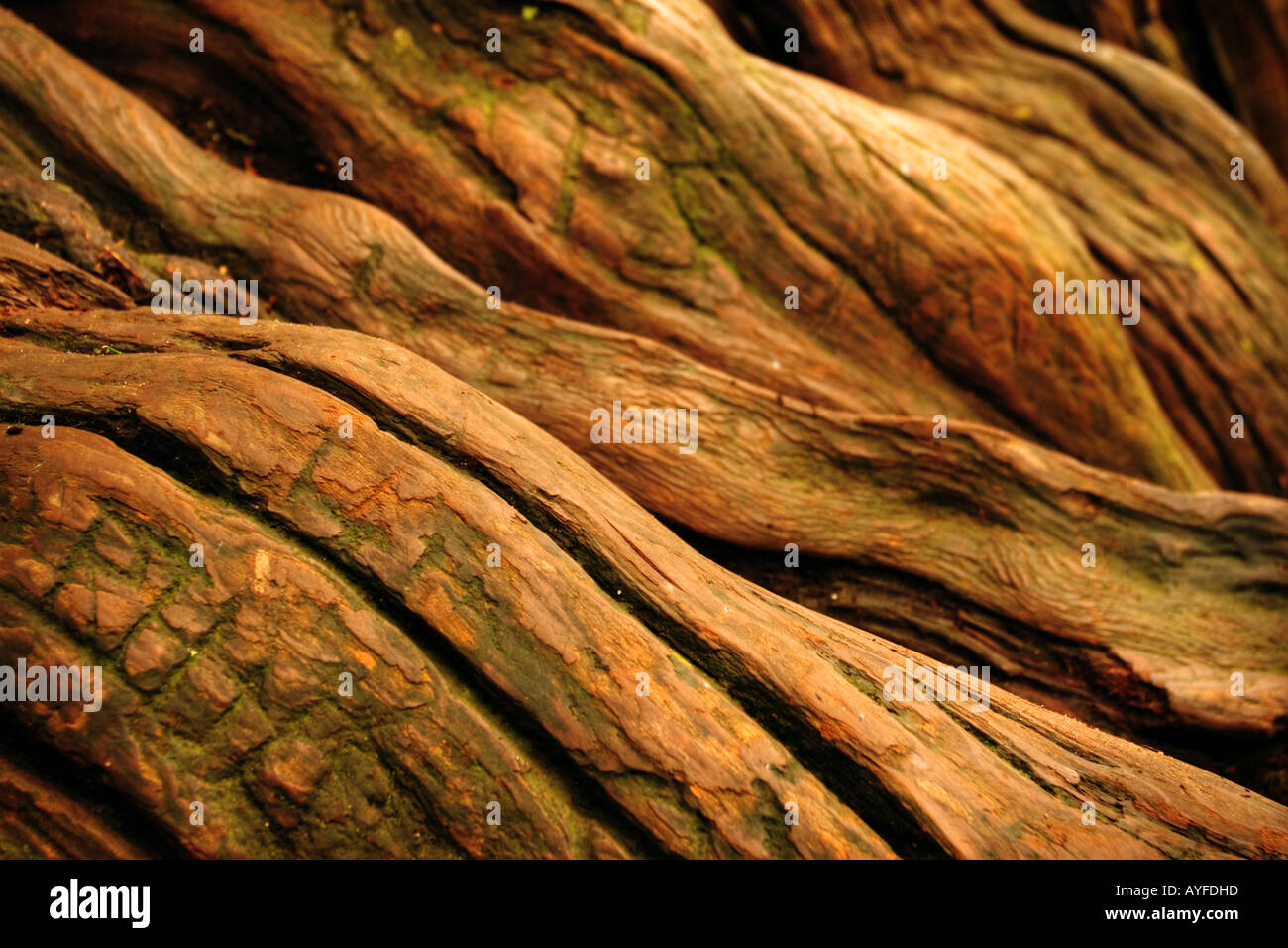 Hollow roots hires stock photography and images Alamy