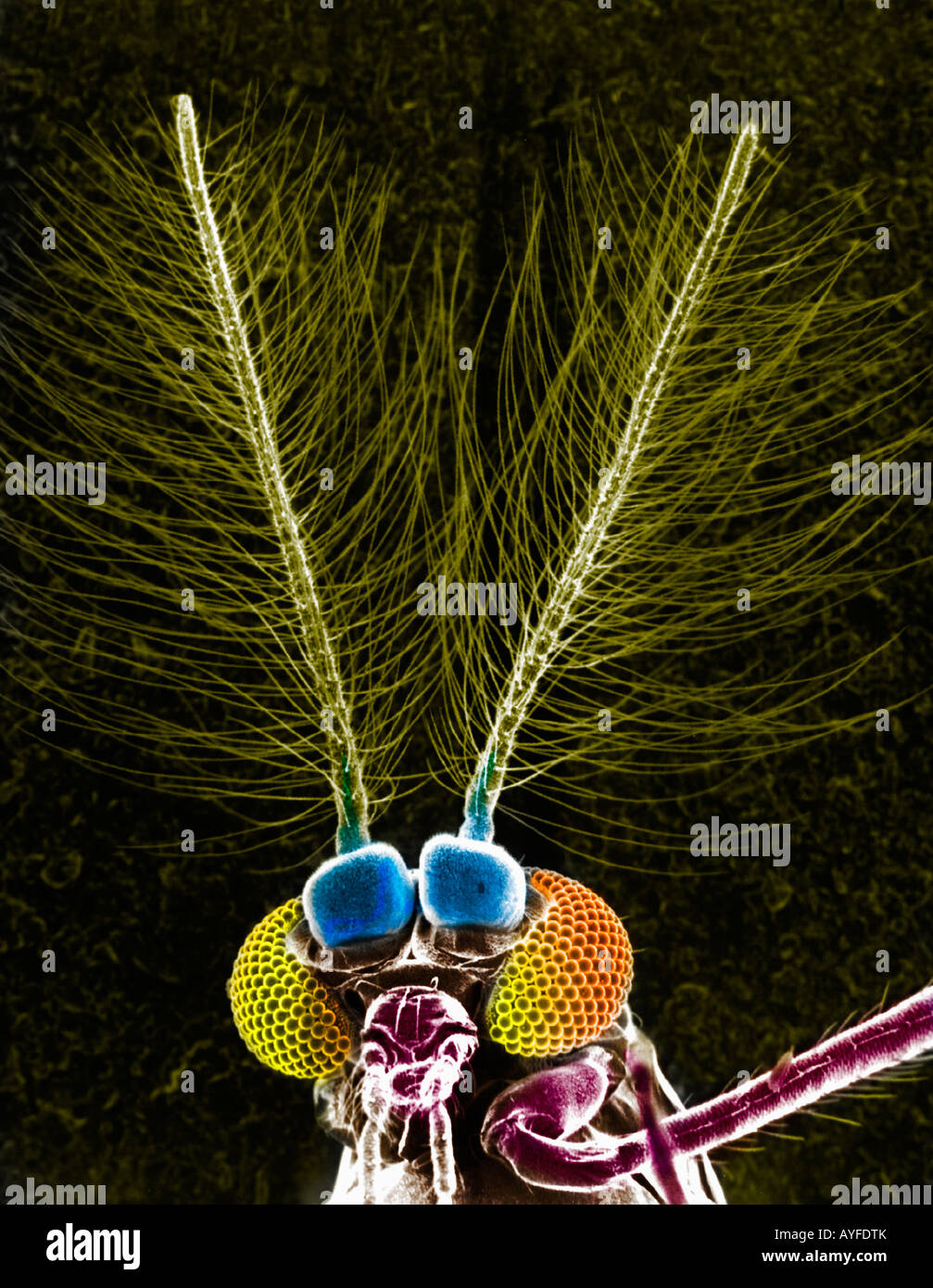 antenna of butterfly as seen through an EM microscope Stock Photo Alamy