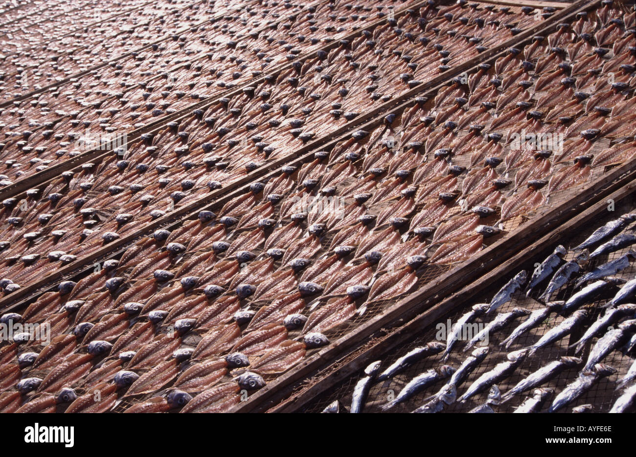 dried fish nazare Stock Photo
