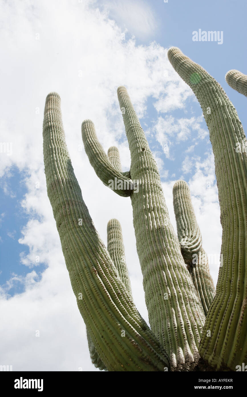 Low angle view of cactus, Arizona, United States Stock Photo