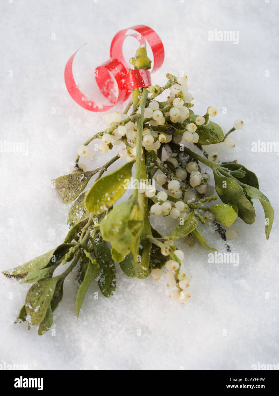 Close up of mistletoe in snow Stock Photo