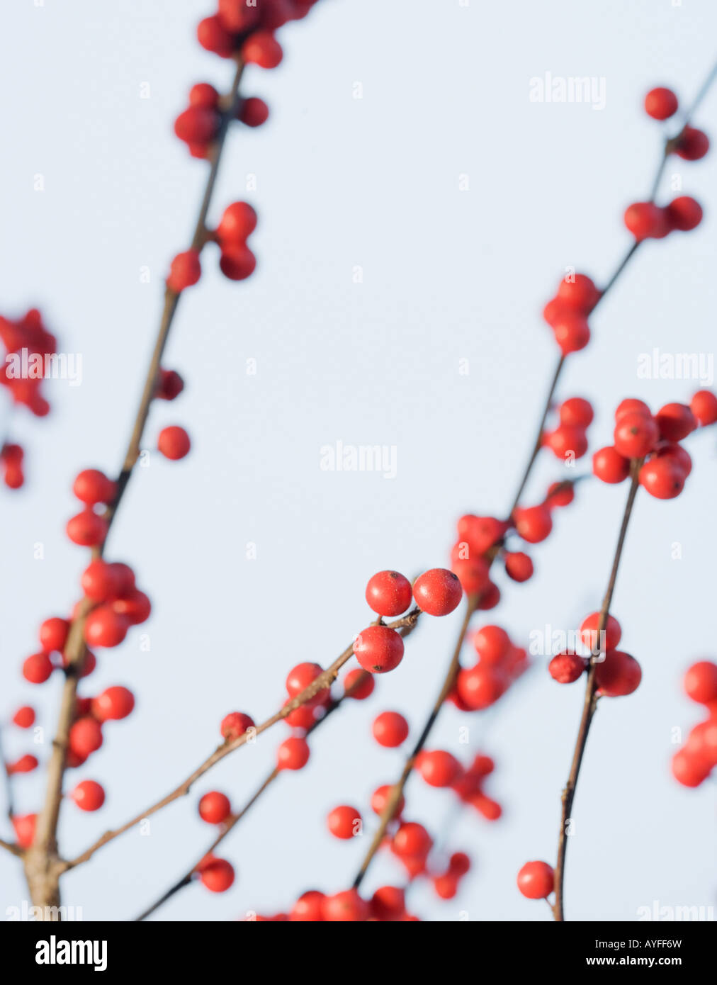 Close up of berries on branches Stock Photo