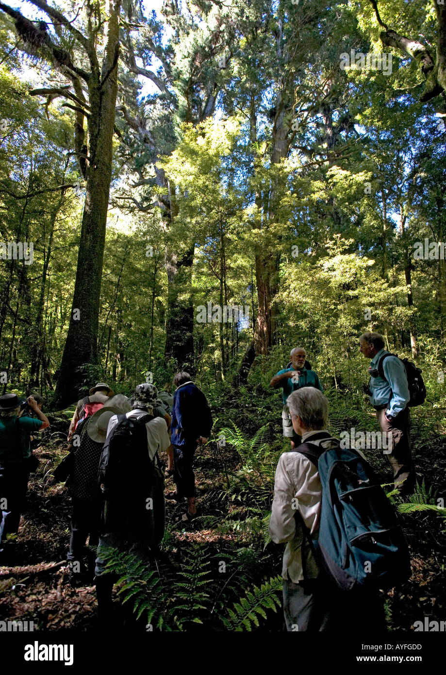 New zealand podocarp forest hi-res stock photography and images - Alamy