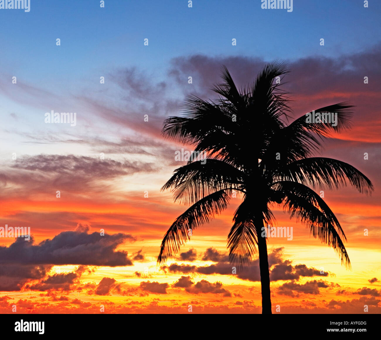 Palm tree sunrise hi-res stock photography and images - Alamy