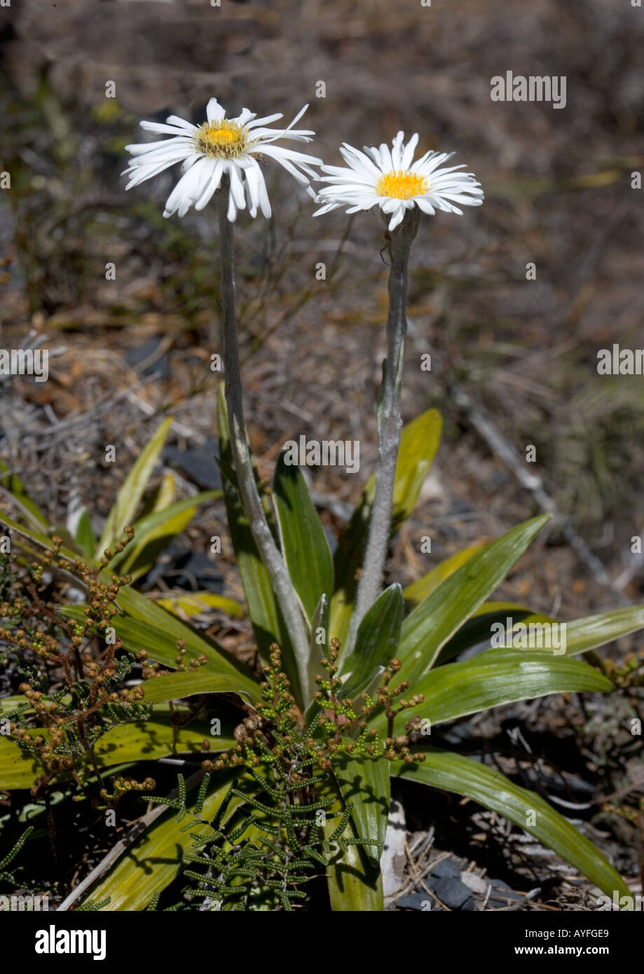 Cotton daisy North Island New Zealand Endemic Stock Photo