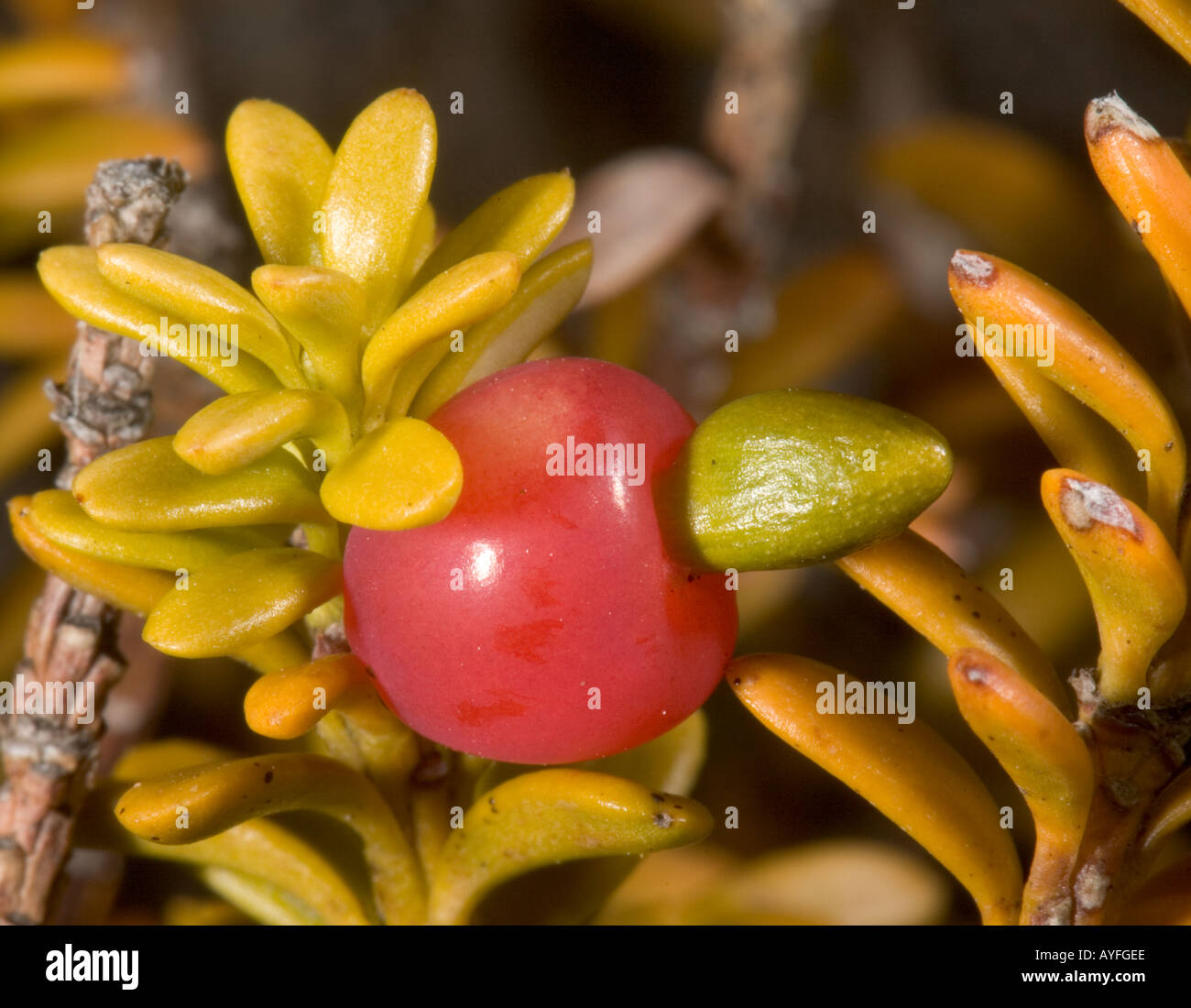 Snow totara (Podocarpus nivalis) in fruit, a dwarf podocarp primitive gymnosperm, close-up, Tongariro, North Island, New Zealand Stock Photo