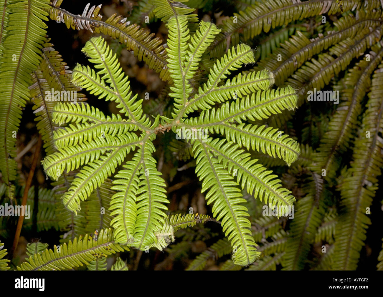 Umbrella fern ( Sticherus cunninghamii) Tongariro North Island New Zealand Stock Photo