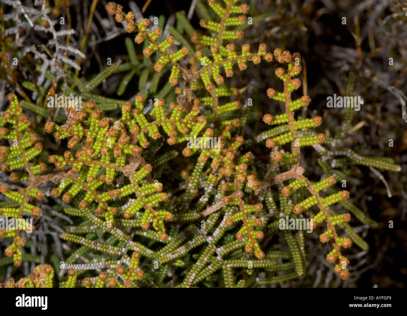 Tangle fern (Gleichenia dicarpa var. alpina) at Tongariro North Island New Zealand Stock Photo